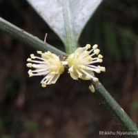 Suregada lanceolata (Willd.) Kuntze